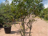 Photinia frasen red robin - afbeelding 2 van  2