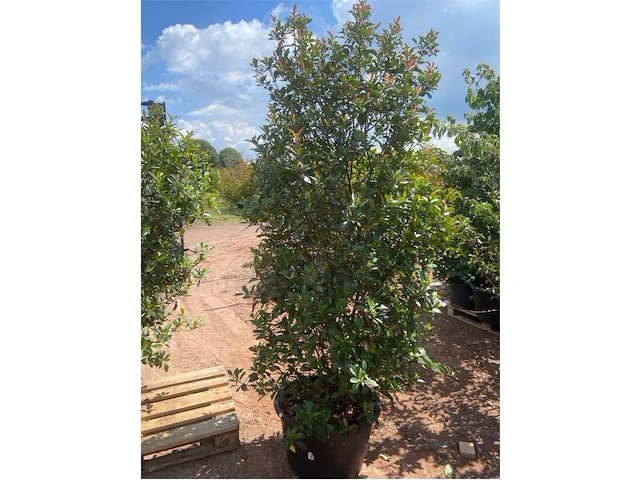 Photinia frasen red robin - afbeelding 1 van  2