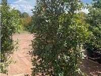 Photinia frasen red robin - afbeelding 1 van  2