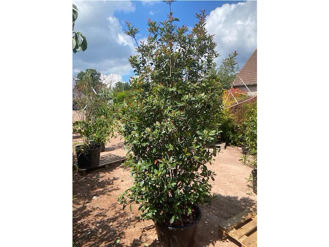 Photinia frasen red robin - afbeelding 2 van  2