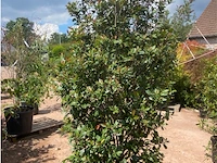 Photinia frasen red robin - afbeelding 2 van  2