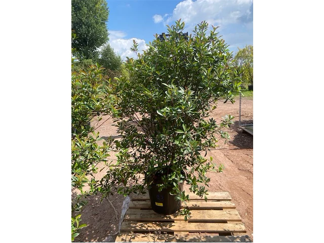 Photinia frasen red robin - afbeelding 1 van  2