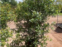 Photinia frasen red robin - afbeelding 1 van  2