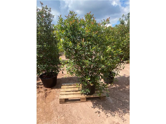 Photinia frasen red robin - afbeelding 2 van  2