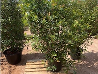 Photinia frasen red robin - afbeelding 2 van  2