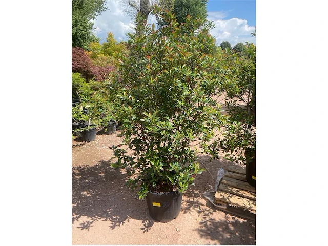 Photinia frasen red robin - afbeelding 1 van  2