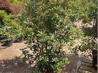 Photinia frasen red robin - afbeelding 1 van  2