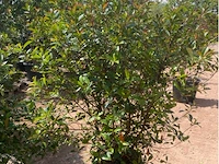Photinia frasen red robin - afbeelding 2 van  2