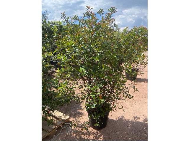 Photinia frasen red robin - afbeelding 1 van  2