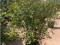 Photinia frasen red robin - afbeelding 1 van  2