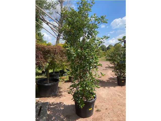 Photinia frasen red robin - afbeelding 2 van  2
