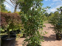 Photinia frasen red robin - afbeelding 2 van  2