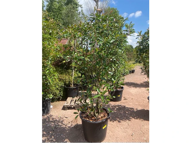 Photinia frasen red robin - afbeelding 1 van  1