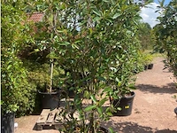 Photinia frasen red robin - afbeelding 1 van  1