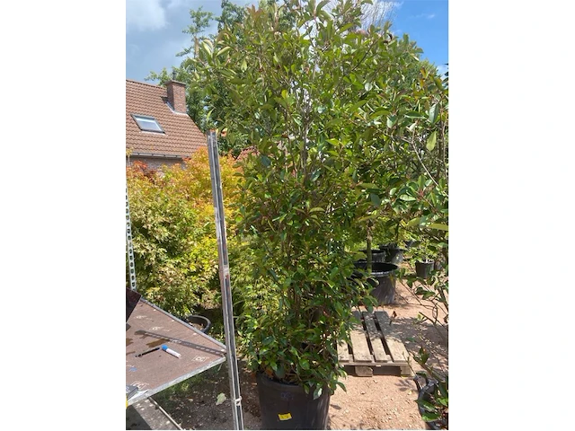 Photinia frasen red robin - afbeelding 1 van  1