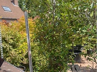 Photinia frasen red robin - afbeelding 1 van  1