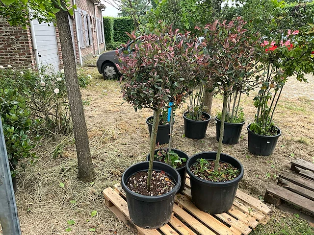 Photinia little red robin planten met pot - afbeelding 1 van  2