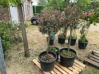 Photinia little red robin planten met pot - afbeelding 1 van  2
