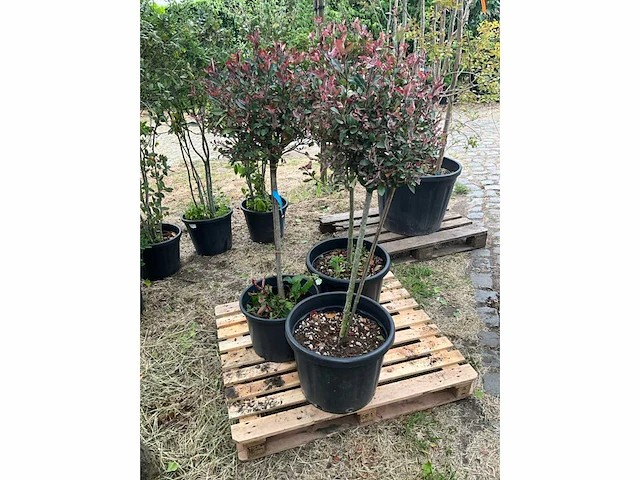 Photinia little red robin planten met pot - afbeelding 2 van  2