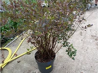 Physocarpus opulifolius little devil - afbeelding 2 van  2