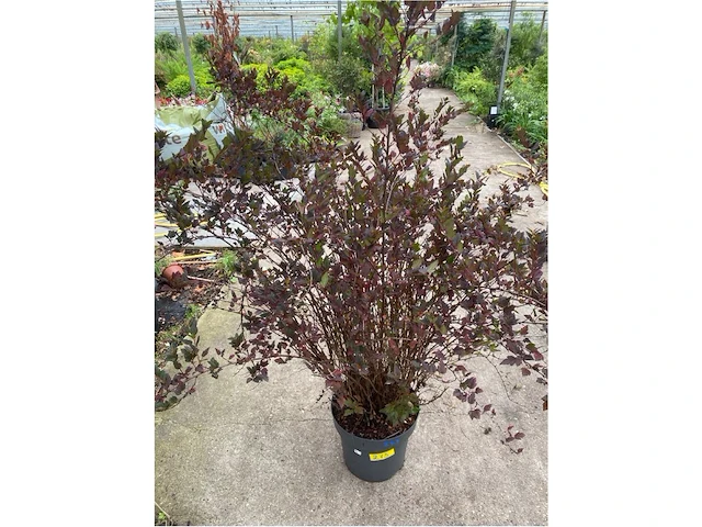 Physocarpus opulifolius little devil - afbeelding 1 van  2