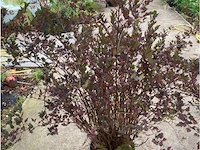 Physocarpus opulifolius little devil - afbeelding 1 van  2