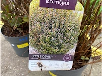 Physocarpus opulifolius little devil - afbeelding 2 van  2