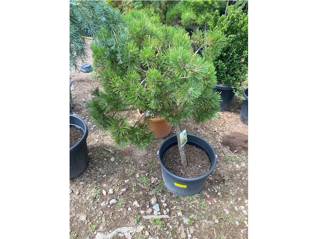 Pinus - afbeelding 1 van  4