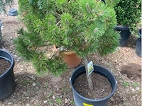 Pinus - afbeelding 1 van  4