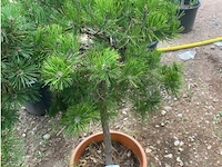 Pinus - afbeelding 2 van  4