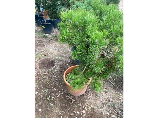 Pinus - afbeelding 3 van  4
