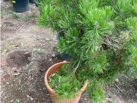 Pinus - afbeelding 3 van  4