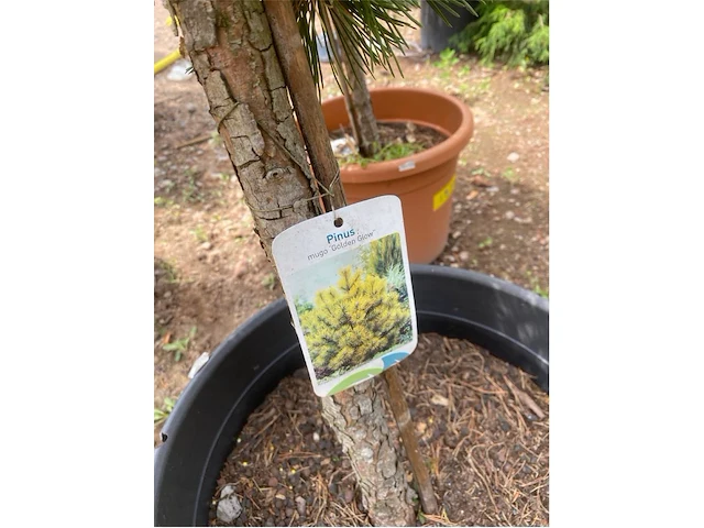 Pinus - afbeelding 4 van  4