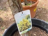 Pinus - afbeelding 4 van  4
