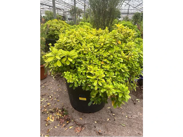 Pitosporum - afbeelding 1 van  2