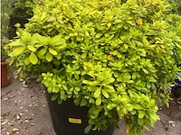 Pitosporum - afbeelding 1 van  2