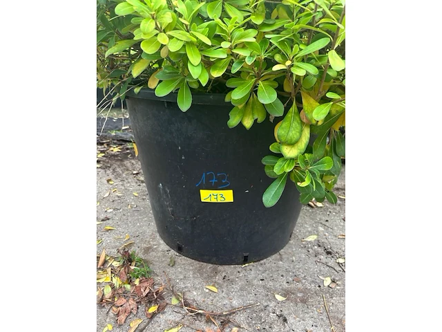 Pitosporum - afbeelding 2 van  2