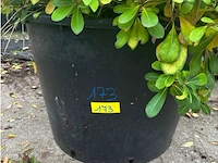 Pitosporum - afbeelding 2 van  2