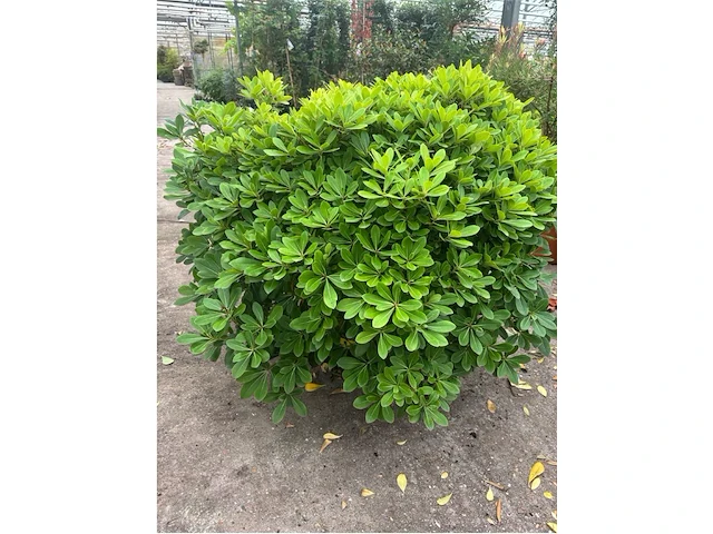 Pitosporum - afbeelding 1 van  2