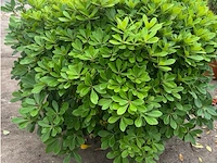 Pitosporum - afbeelding 1 van  2
