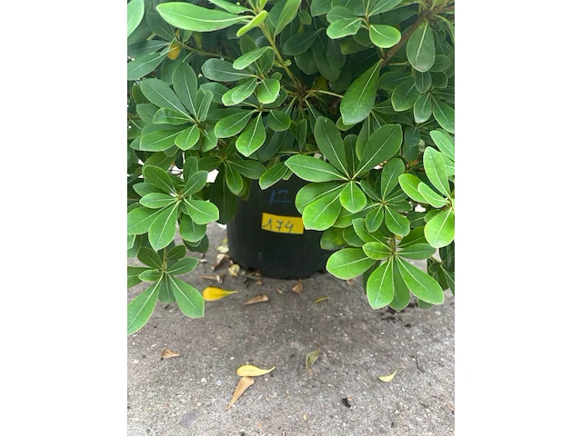 Pitosporum - afbeelding 2 van  2