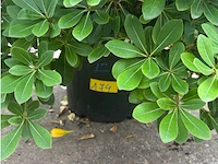 Pitosporum - afbeelding 2 van  2