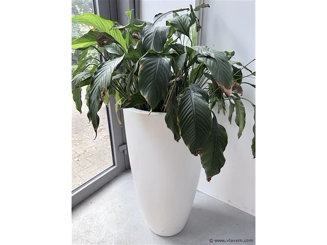 Plant (echt) inclusief witte hoge bloembak - afbeelding 1 van  4
