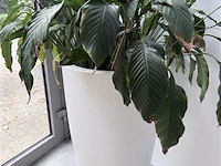 Plant (echt) inclusief witte hoge bloembak - afbeelding 1 van  4