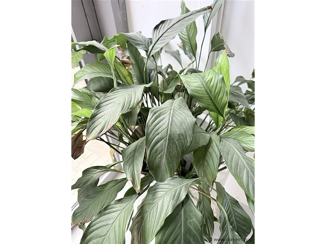 Plant (echt) inclusief witte hoge bloembak - afbeelding 2 van  4