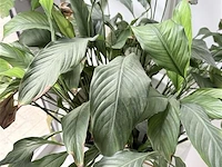 Plant (echt) inclusief witte hoge bloembak - afbeelding 2 van  4
