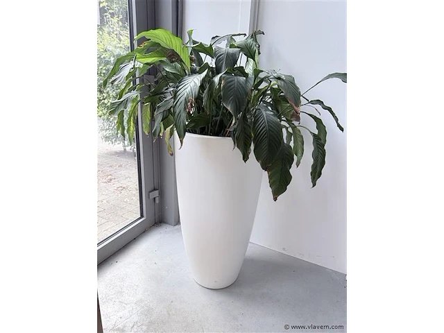Plant (echt) inclusief witte hoge bloembak - afbeelding 3 van  4