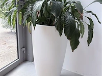 Plant (echt) inclusief witte hoge bloembak - afbeelding 3 van  4