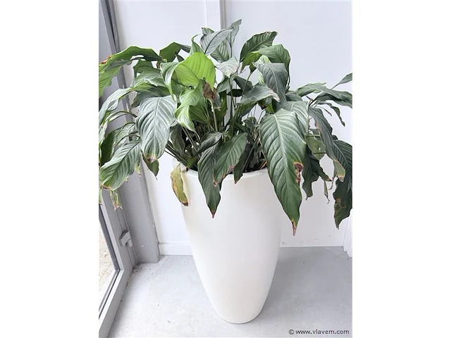 Plant (echt) inclusief witte hoge bloembak - afbeelding 4 van  4
