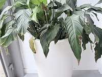 Plant (echt) inclusief witte hoge bloembak - afbeelding 4 van  4
